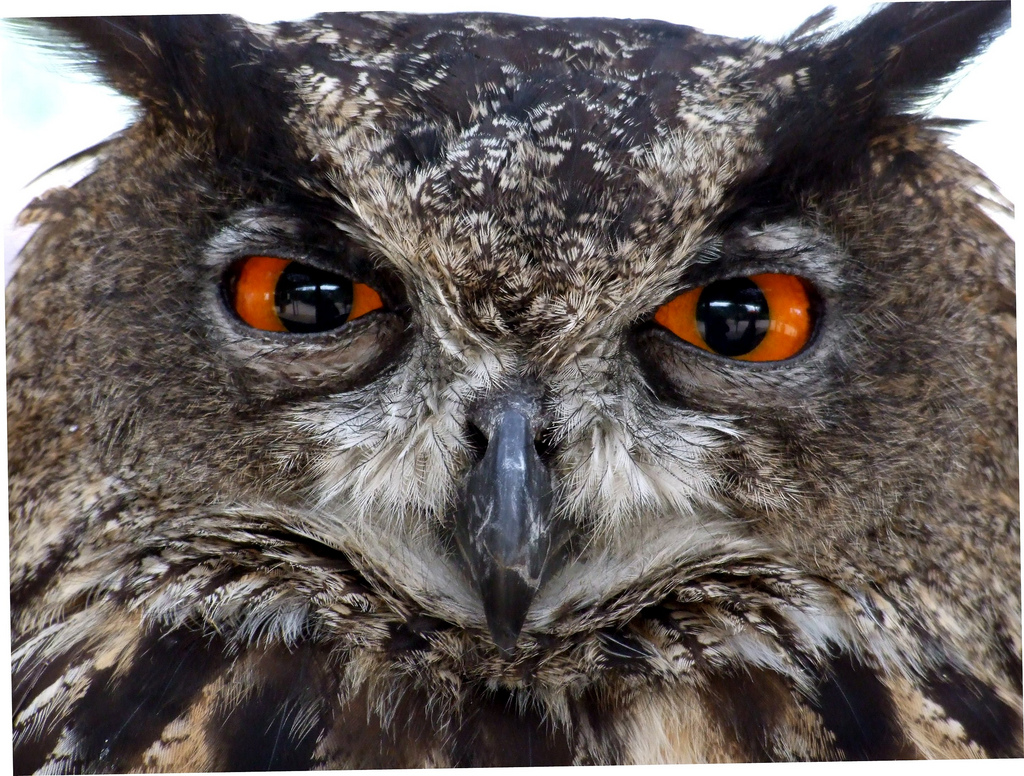 Get the Slang of It—A Sampling of Foreign Language Idioms Transparent