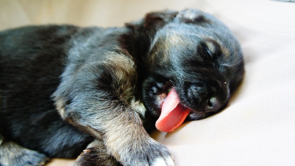 Your sleeping language can't wait to wake up and play with you! Image via Pixabay under CC0 (public domain.