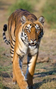 Tigress. Courtesy of WikiCommons, Sumeet Moghe, Chiswick Chap.