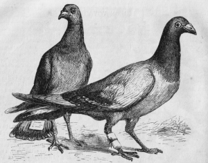 Pigeons with messages attached. Courtesy WikiCommons.