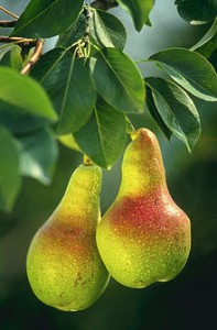 European Pear branch with two pears. Courtesy of WikiCommons