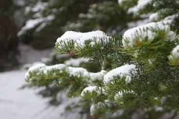 Snow on Branch. Courtesy of Wikimedia Commons.
