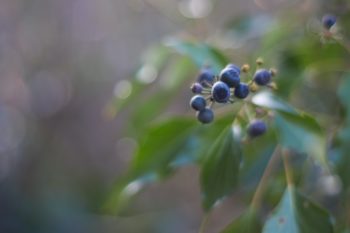 An image of a plant with blackish-blue berries. The berries are the focus of the image while the leaves are a bit blurry.
