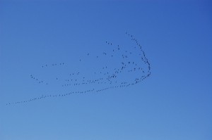Alle fugler… (Photo courtesy of Henning Klokkeråsen at Flickr, CC License.)
