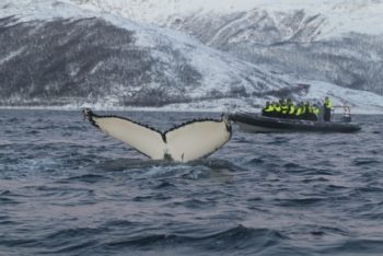 Hale-n til hval-en. (The tail of the whale.) In Norwegian, adding endings to nouns is even more important than in English. (Illustrative photo by xx)