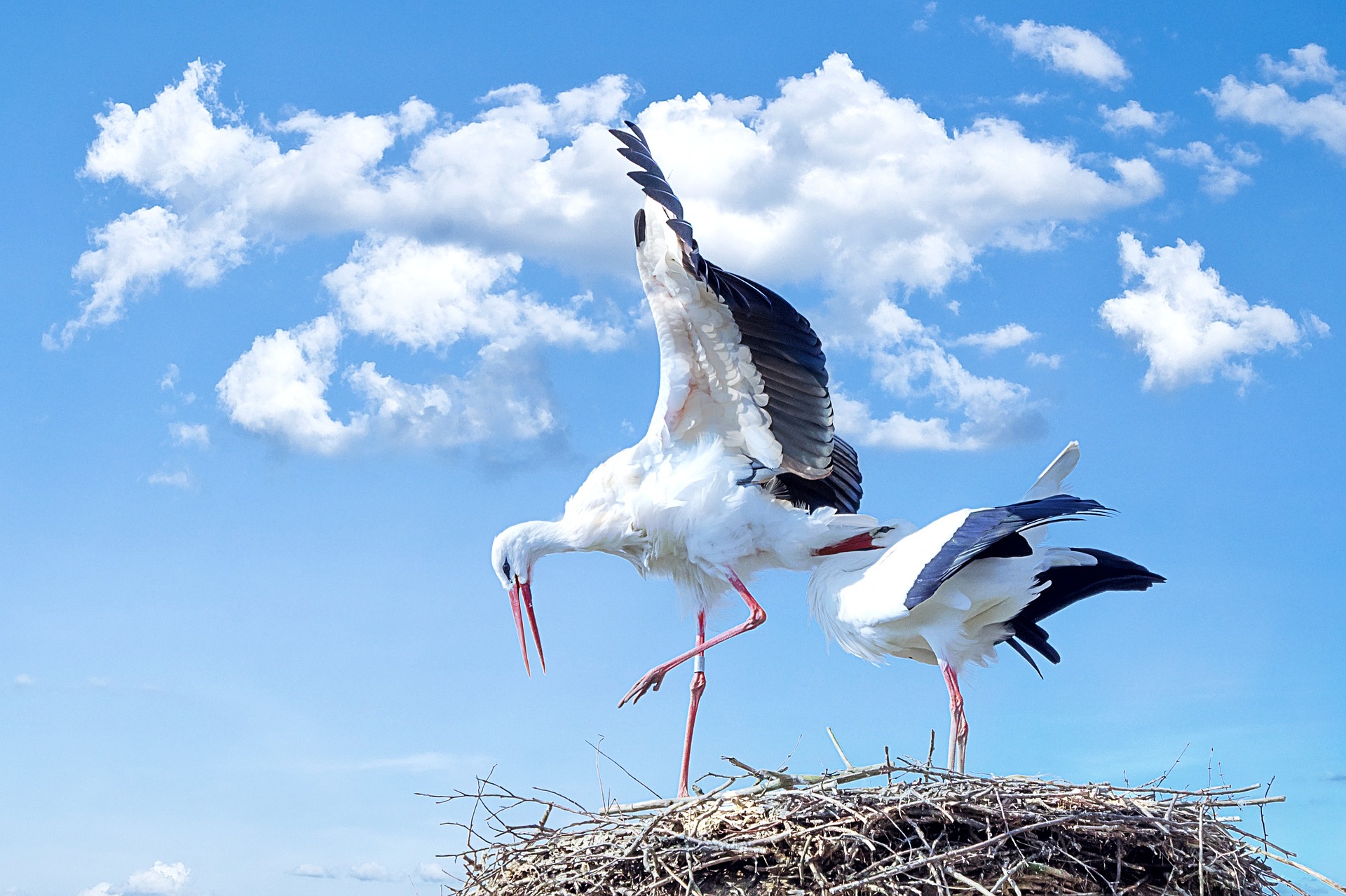 Storks in Poland Polish Language Blog
