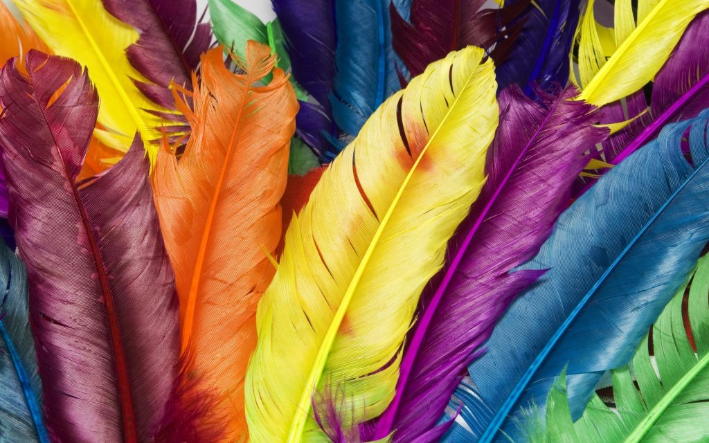 4186002-feathers-in-colors
