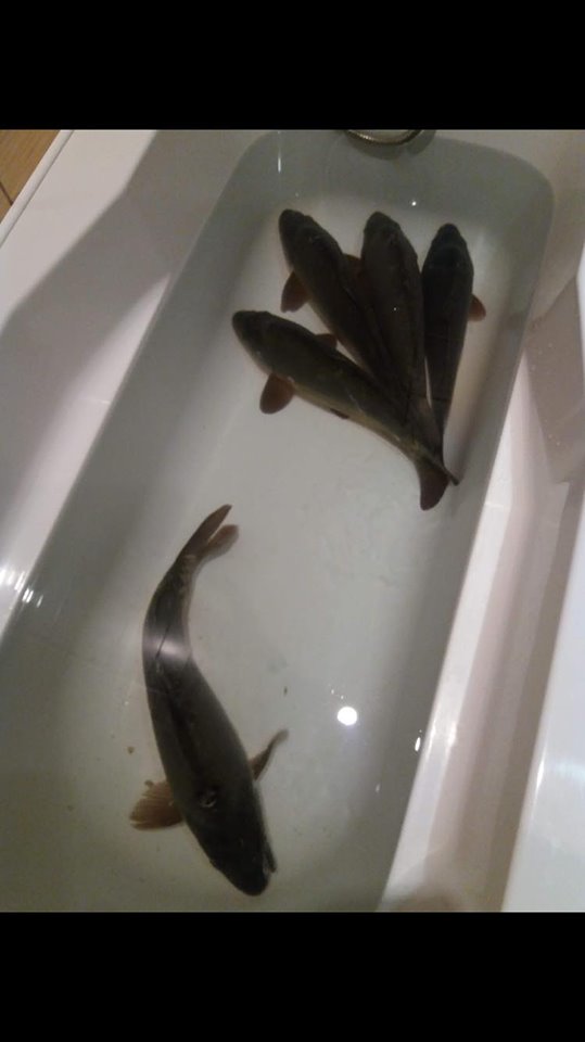 Carp in the bathtub? Polish Language Blog