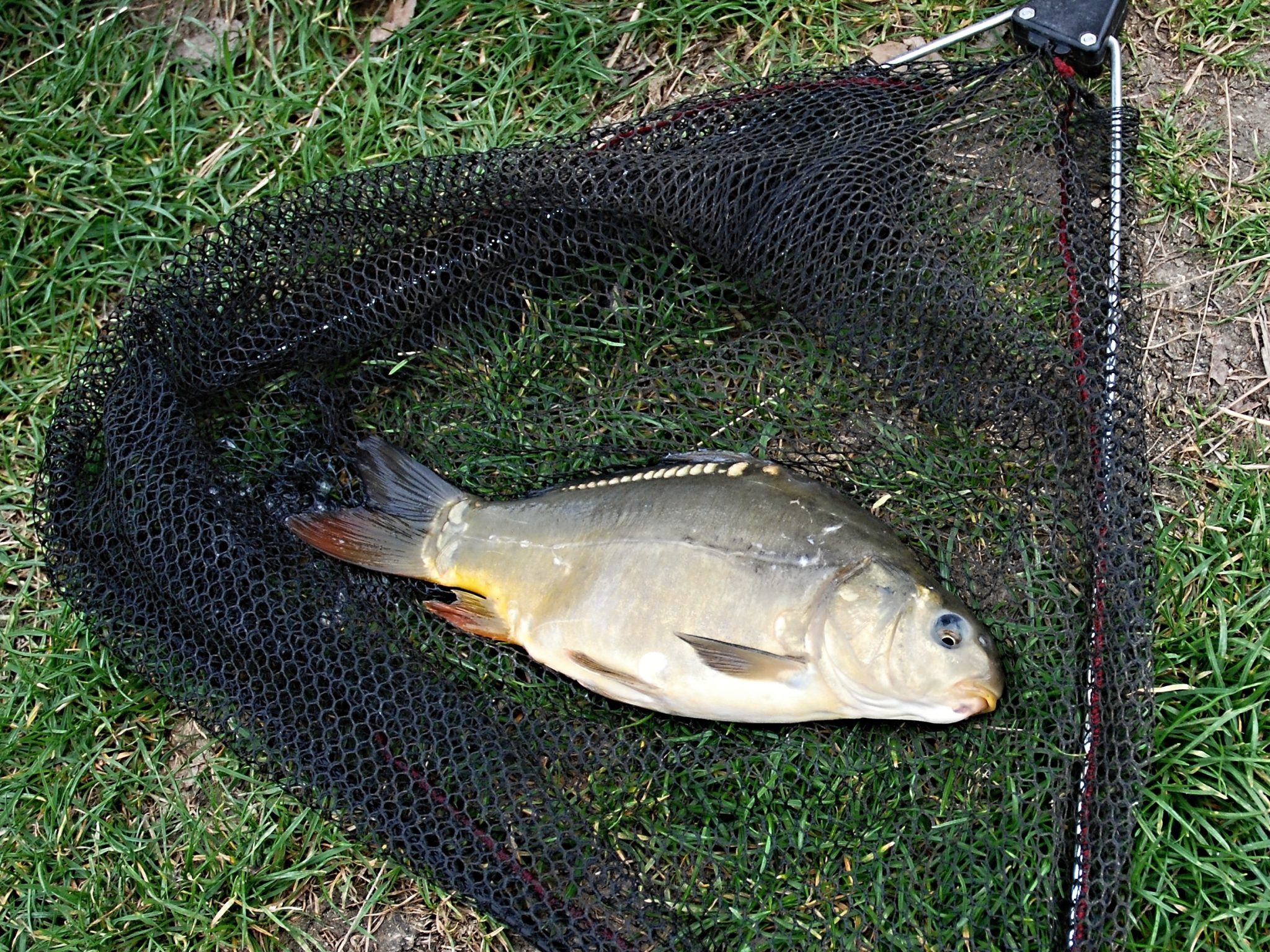 The Carp in the Bathtub by Barbara Cohen