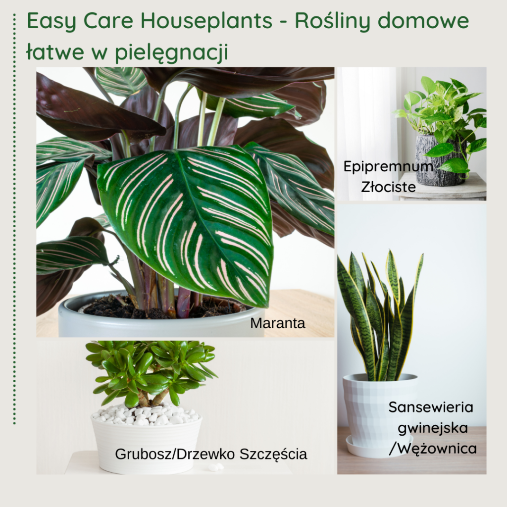 Easy care houseplants picks in Polish Polish Language Blog