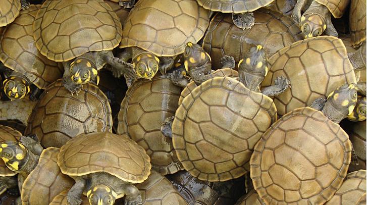 Amazon Turtle Rescue | Portuguese Language Blog