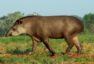 Anta (tapir)