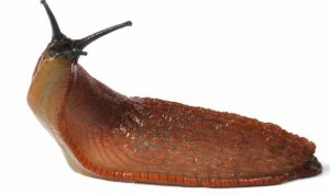 Lesma (slug)