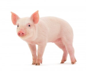 Porco (pig)