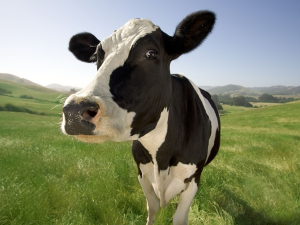Vaca (cow)