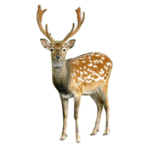 Veado (deer)
