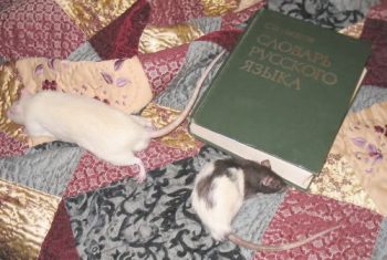 Ozhegov's Dictionary (with lab rats for scale)