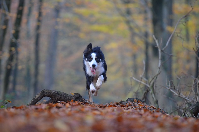 dog running