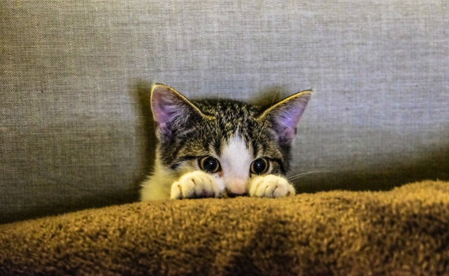 cat peeking from behind a cover