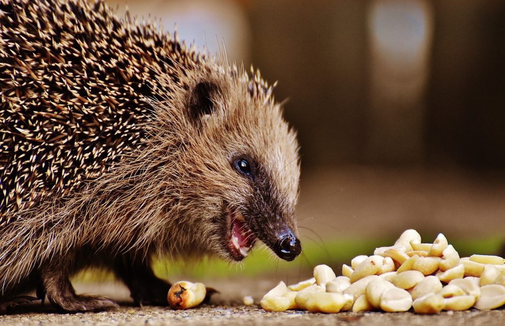 hedgehog eating