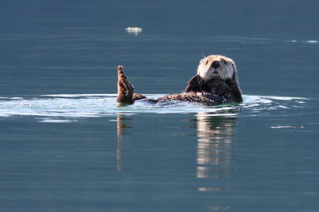 floating otter