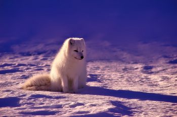 arctic fox on snow