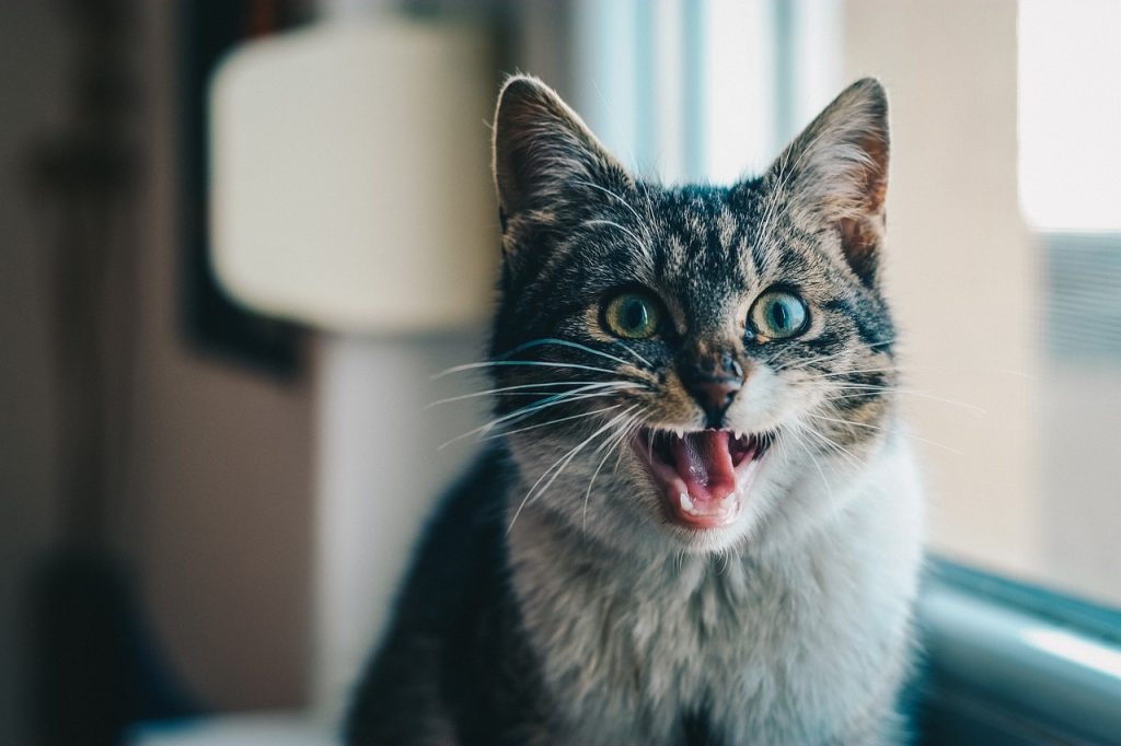 cat with its mouth open
