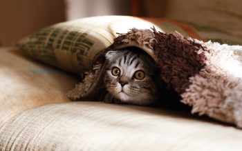 cat under a cover
