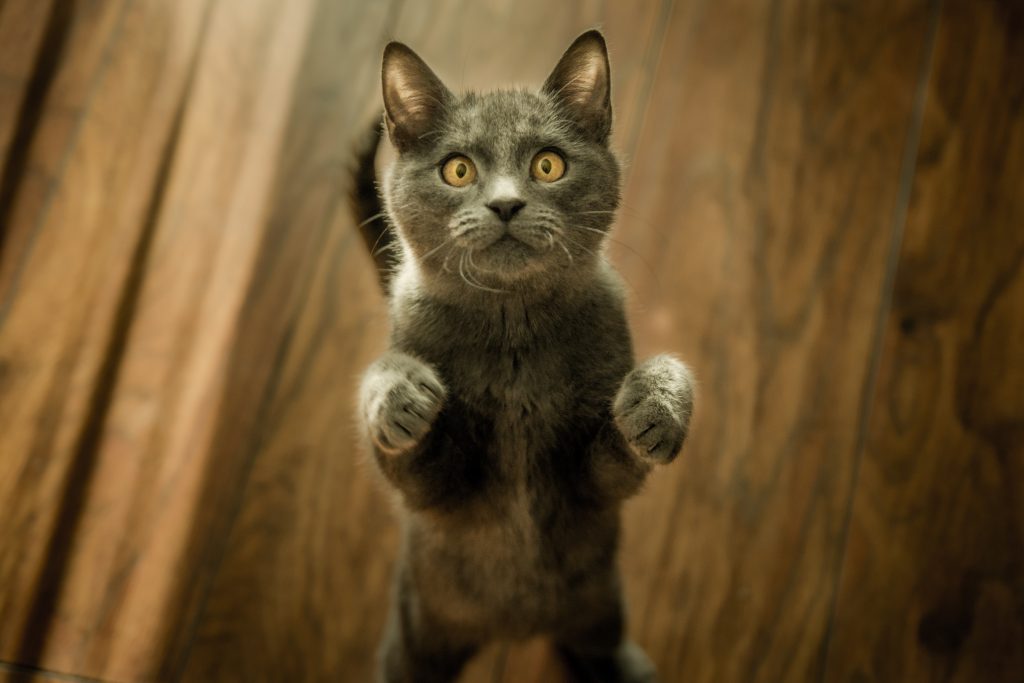 kitten standing on its hind paws