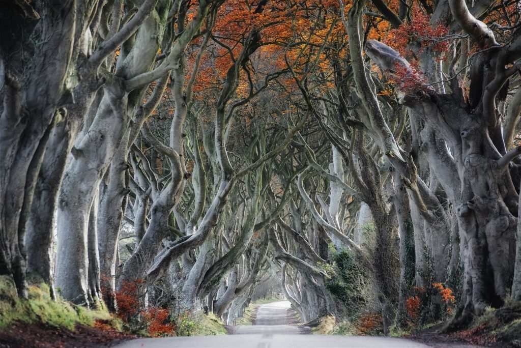 The dark hedges in Northern Ireland
