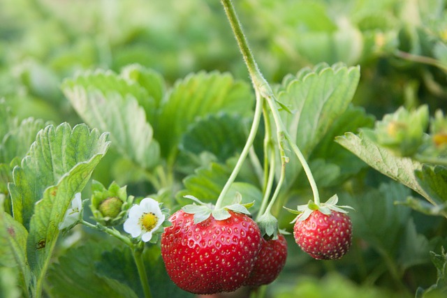 strawberry_field