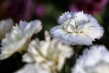 white carnations