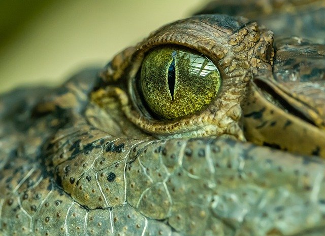 Colloquial Spanish Course – Talking about Reptiles and Amphibians in  Spanish | Spanish Language Blog