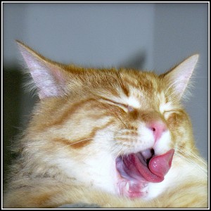 Turns out cats also love tongue-twisters! By Trish Hamme (Flickr: Tongue-Twister ~~~~~) [CC BY 2.0 http://creativecommons.org/licenses/by/2.0], via Wikimedia Commons