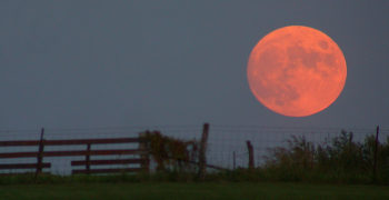 Harvest Moon - Wikipedia