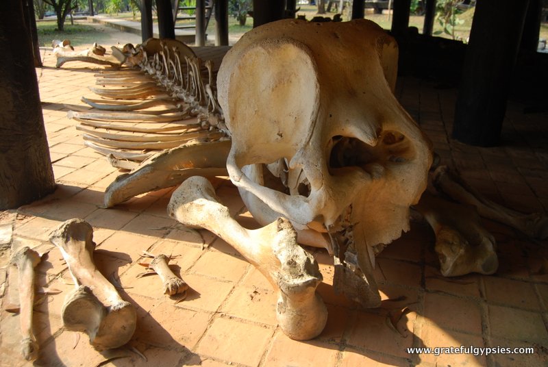 Black House elephant skeleton