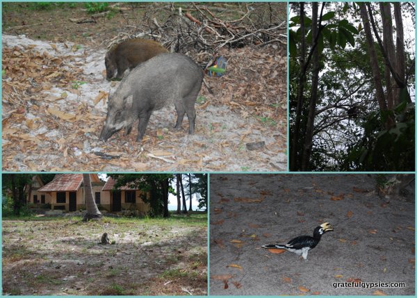 A few of the animals we encountered.