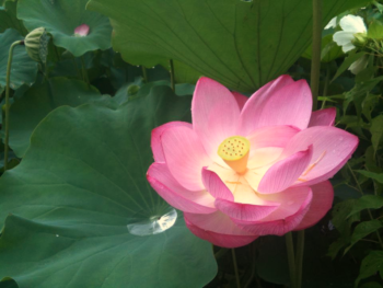Hồng Liên - Hoa Sen Hồng (Pink Lotus)